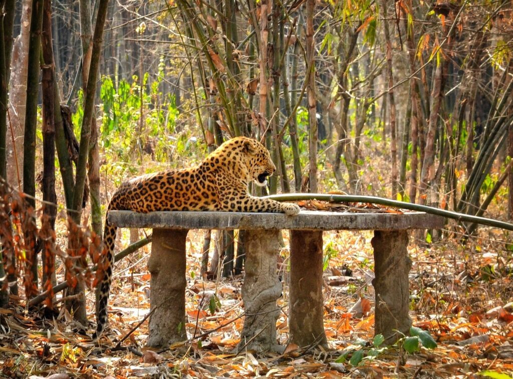 gorumara national park