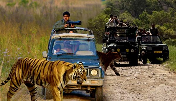 jeep safari in jim corbett national park