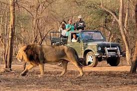 sasan gir wild life 2