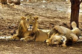 sasan gir wild life