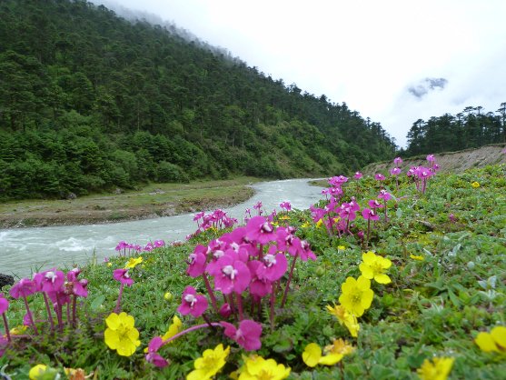 yumthang valley